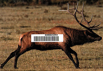 Attention consumers: Antler trophy 6006621054 on SALE now!