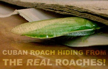 Cuban roach hiding from the real roaches!