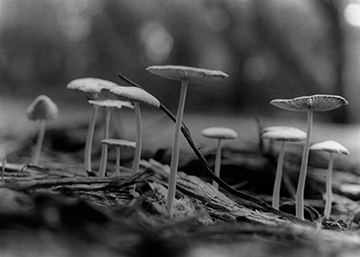 Mushrooms 1 (~1998).