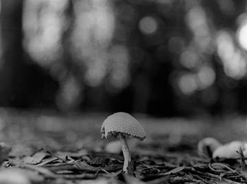 Mushrooms 2 (~1998).